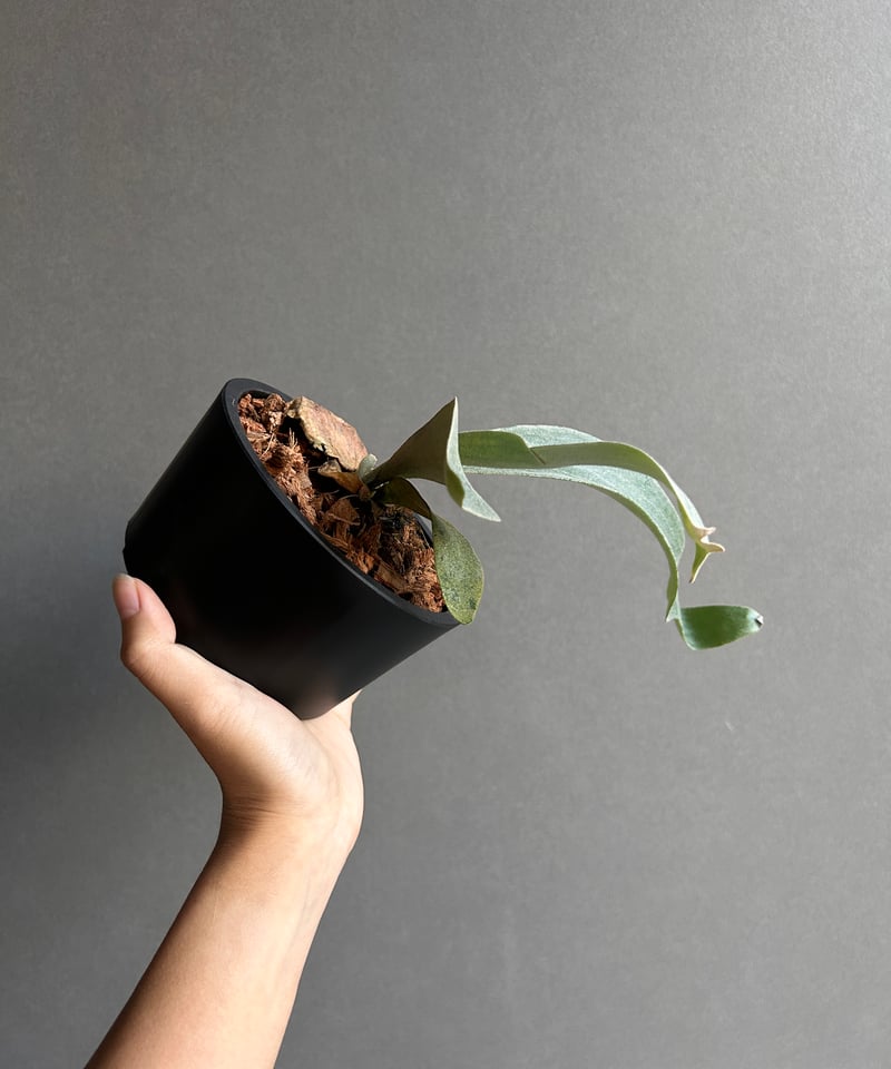 P.Paul whiter ビカクシダ　ポールホワイター　特選子株 ビカクシダ ポール ホワイター(子株)「Platycerium Paul Whiter