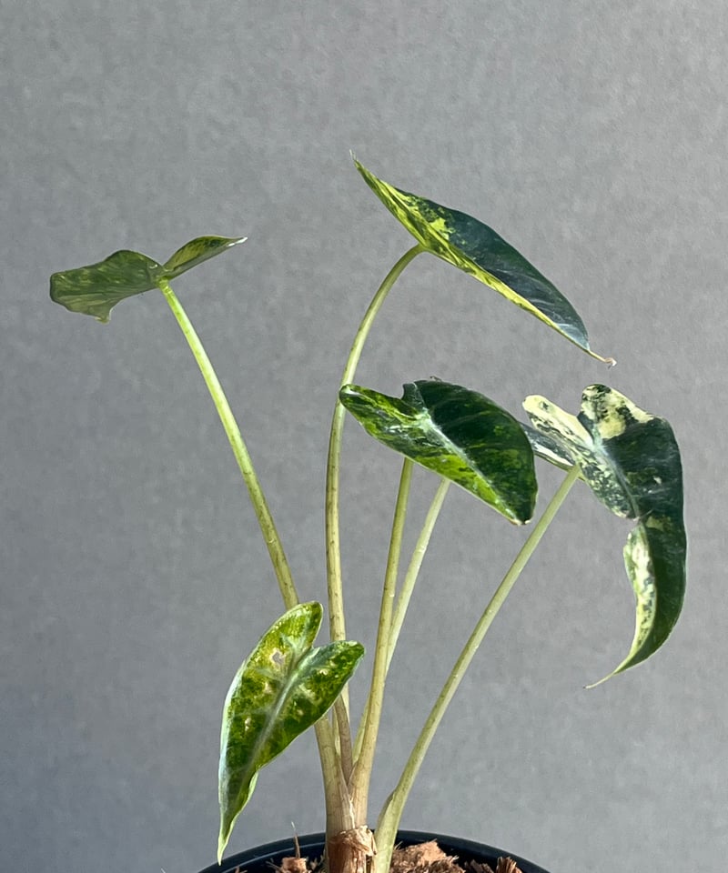 アロカシア バンビーノ イエロー 斑入 「Alocasia bambino Yellow Va