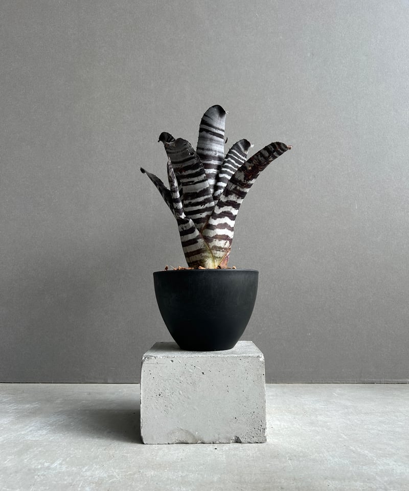 エクメア チャンティニー ブラック セレクト 「Aechmea chantinii Black