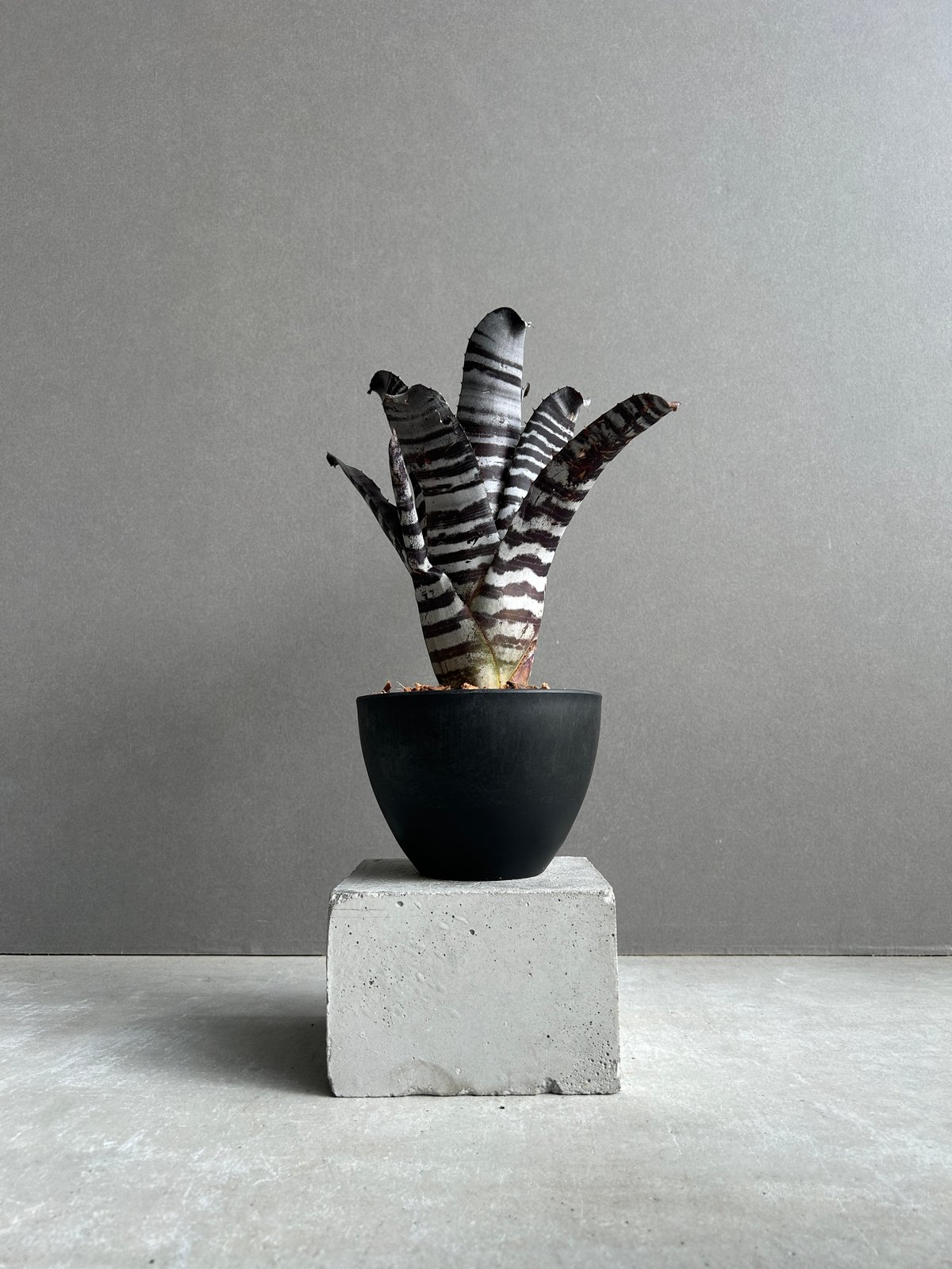 エクメア チャンティニー ブラック セレクト 「Aechmea chantinii Black