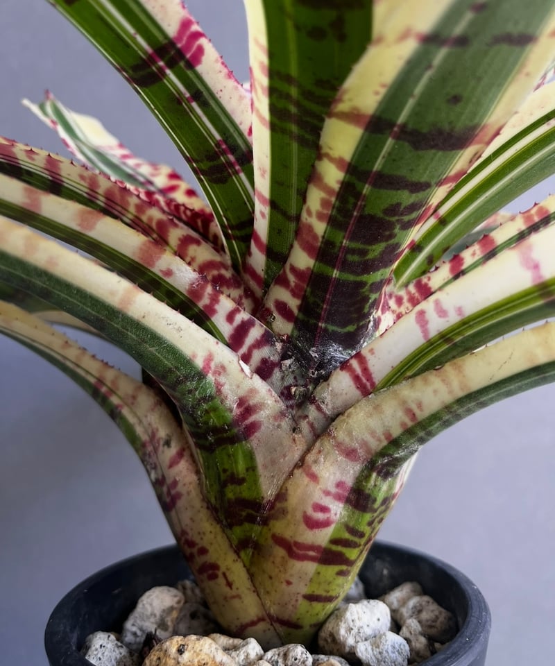 大株 ネオレゲリア ネオレゲリア ワイルド ラビット 「Neoregelia 'Wild Rabbit'」49Z