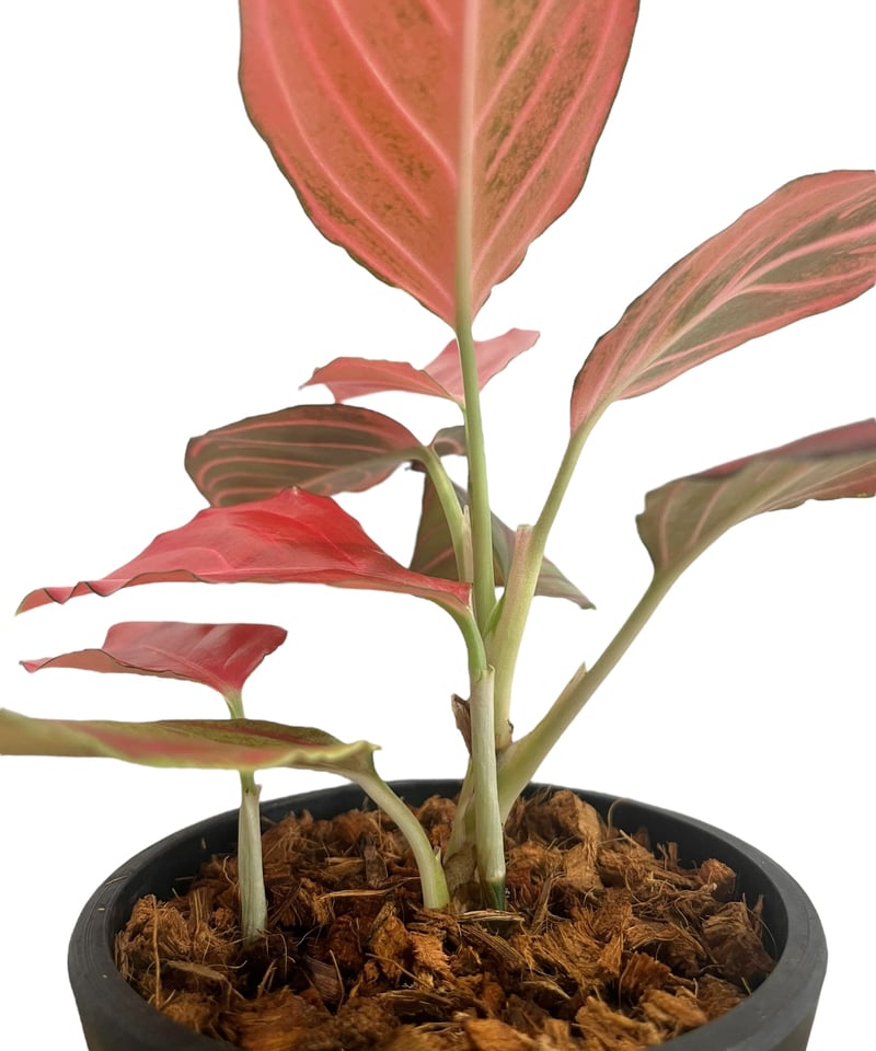 アグラオネマ レッド ベイン 「Aglaonema Red Vein」2U | SHOUCHI