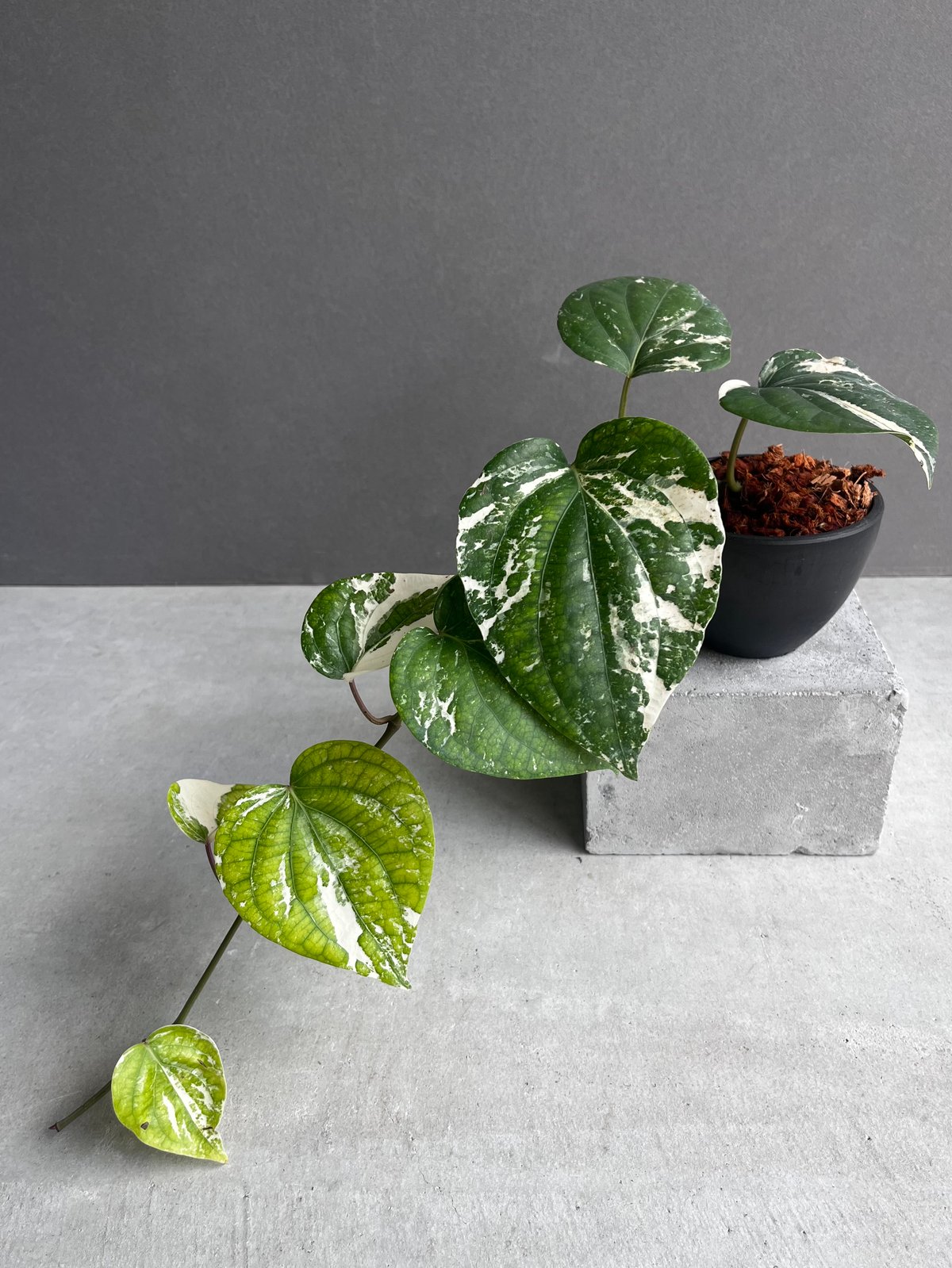 パイパー ニグラム 斑入 「Piper nigrum variegated」62Y | SHO