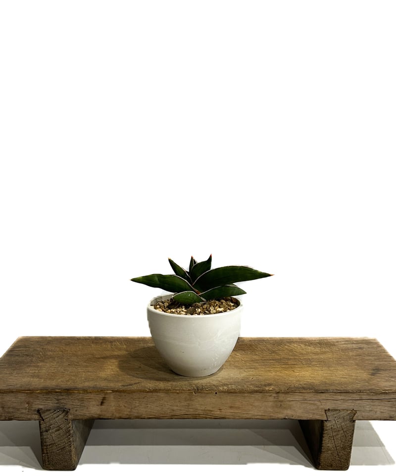 サンセベリア サムライ ドワーフ「Sansevieria samurai dwarf」7/27