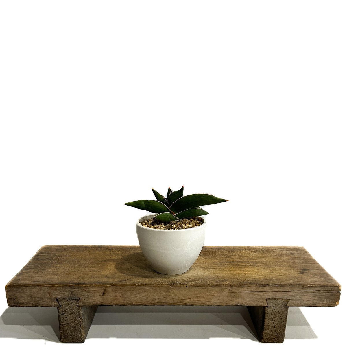 サンセベリア サムライ ドワーフ「Sansevieria samurai dwarf」7/27