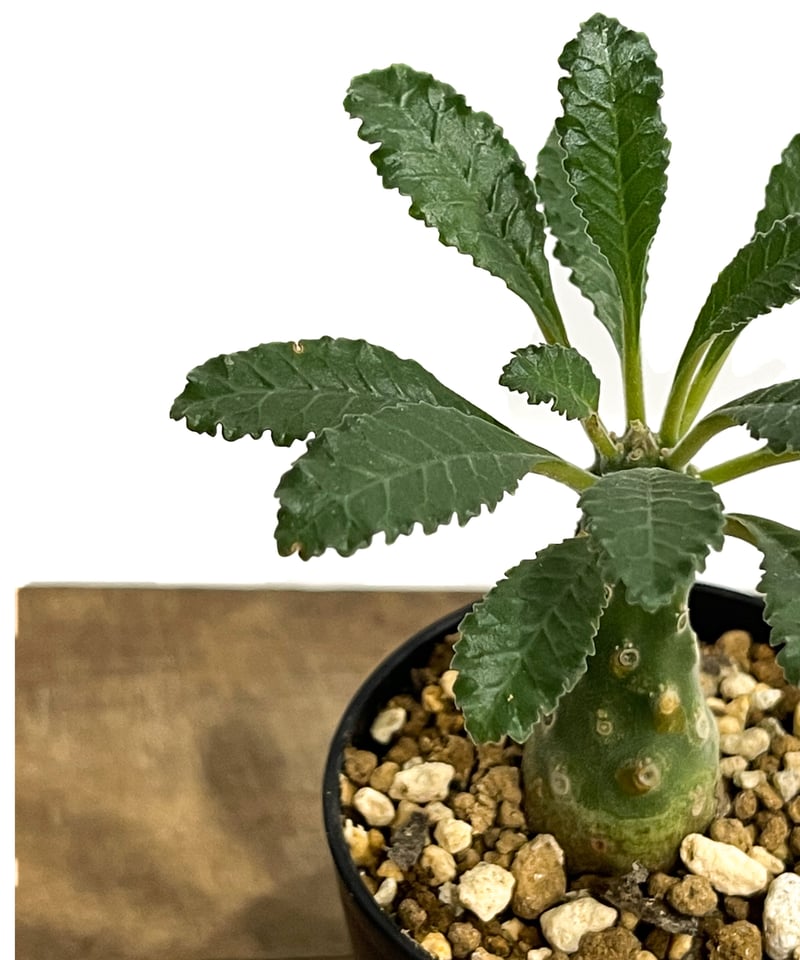 ドルステニア ラブラニー 「Dorstenia lavrani」4/1-228 | SHOUC