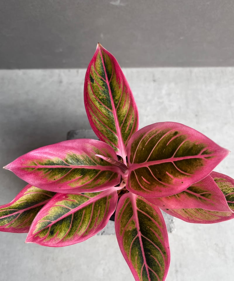 アグラオネマ ロータス デライト 「Aglaonema Lotus Delight」1A |
