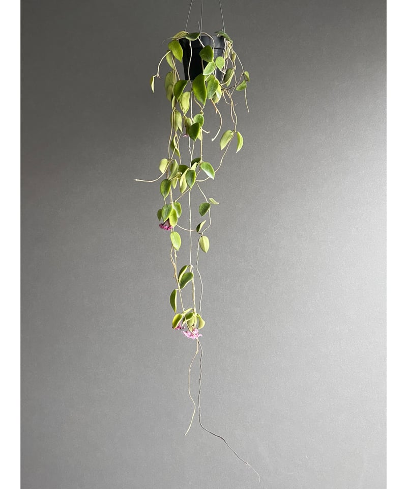 【さだはる】ホヤ トムソニー ピンク2苗 さだはる様専用】ホヤ トムソニー ピンク2苗