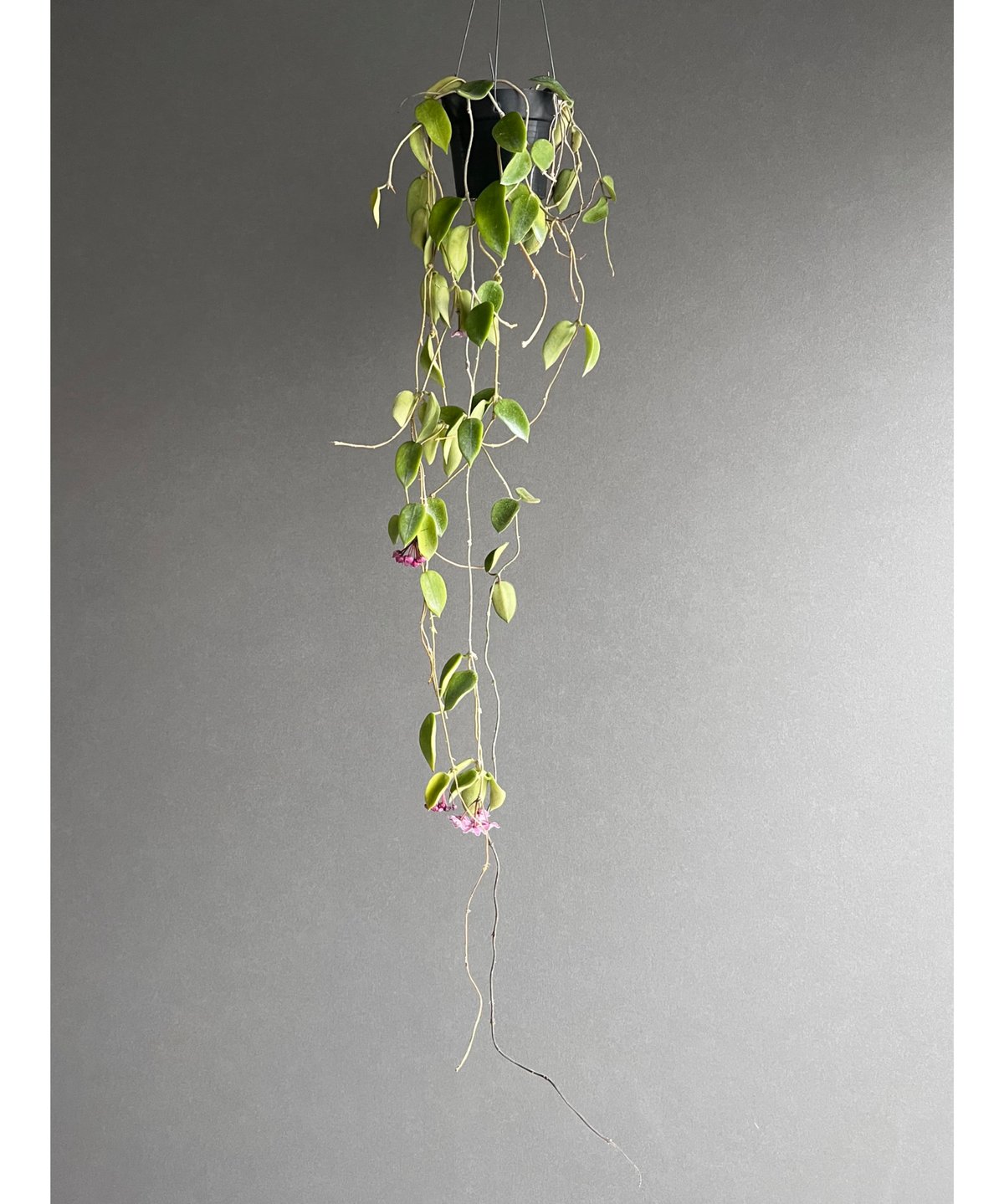 花座ありホヤ極美株 大苗トムソニー　ピンクHoya thomsonii pink 花座ありホヤ極美株 大苗トムソニー ピンクHoya thomsonii pink