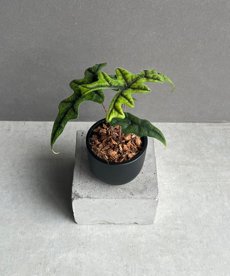 CATEGORY Plants | SHOUCHIKUEN