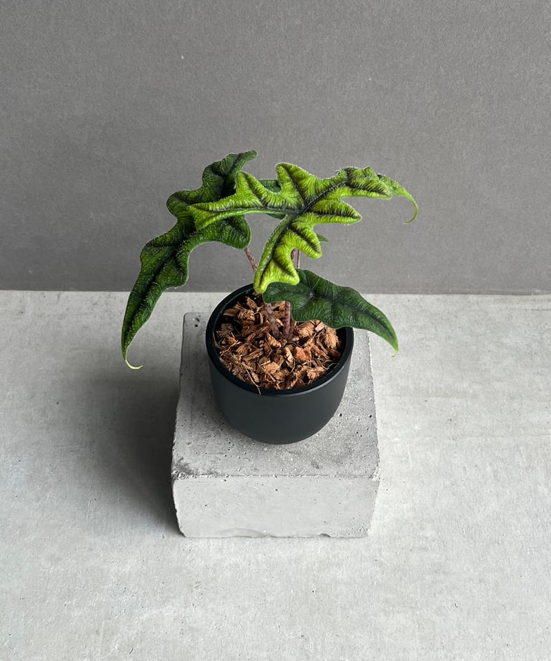 アロカシア ジャックリン 「Alocasia Jacklyn」95N | SHOUCHIKUEN