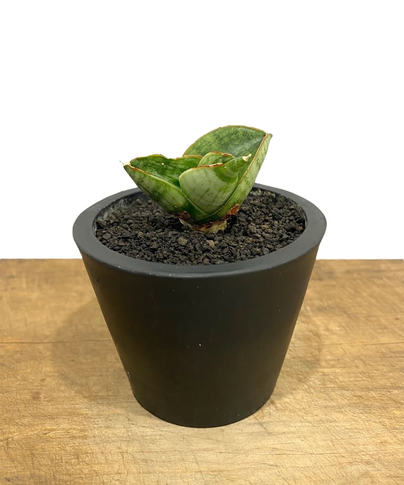 サンセベリア ホビット 「Sansevieria Hobbit 」60N | SHOUCHIKUEN