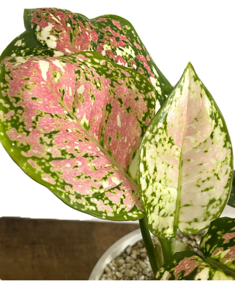 アグラオネマ　アンダマン　トリカラー アグラオネマ アンヤマニー トリカラー 本物 | 希少植物の販売
