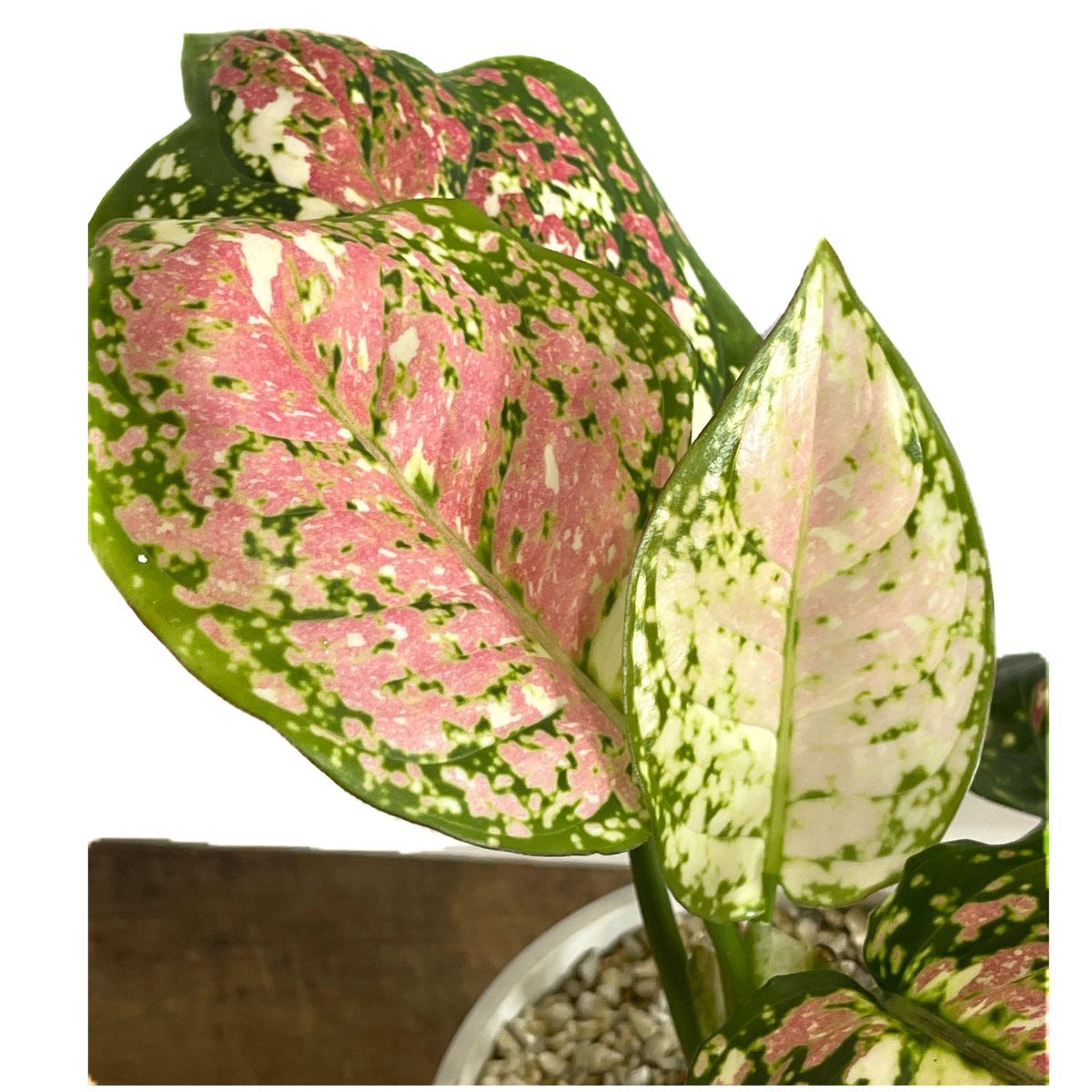 アグラオネマ アンヤマニー トリカラー「Aglaonema Unyamanee Tricolo