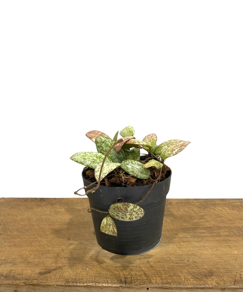 ホヤ シギラティス シルバー ボルネオ 「Hoya sigilatis Silver