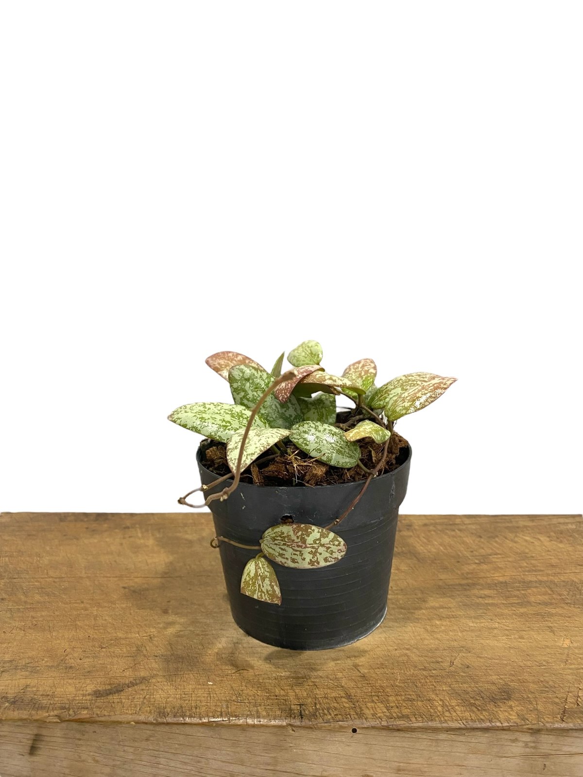 ホヤ シギラティス シルバー ボルネオ 「Hoya sigilatis Silver