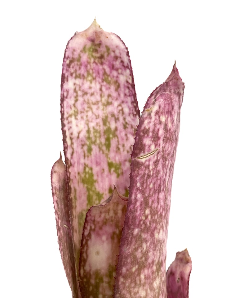 ビルベルギア ストロベリー ロゼア ハイブリッド「 Billbergia