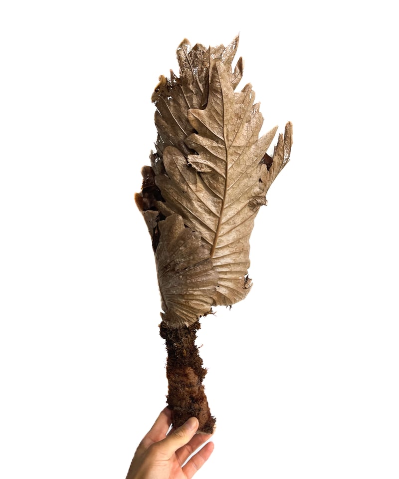 ドリナリア クエルシフォリア 「Drynaria quercifolia」6/27