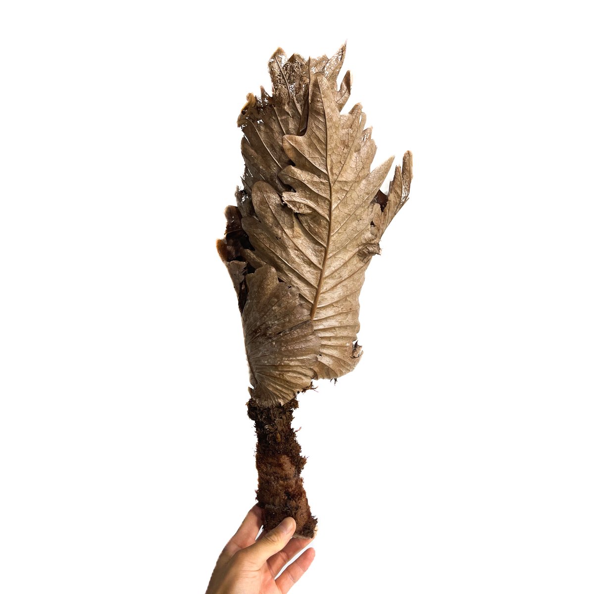 ドリナリア クエルシフォリア 「Drynaria quercifolia」6/27-862M1