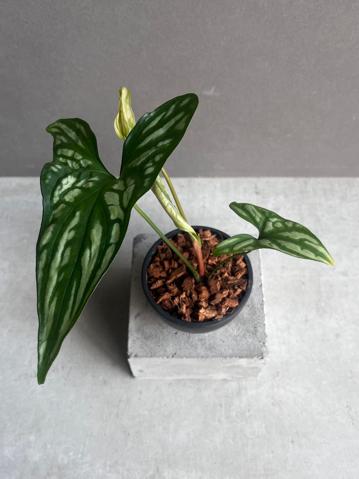 1 セルセスティス　ミラビリス　斑入り　激レア 1 セルセスティス ミラビリス 斑入り 激レア Cercestis