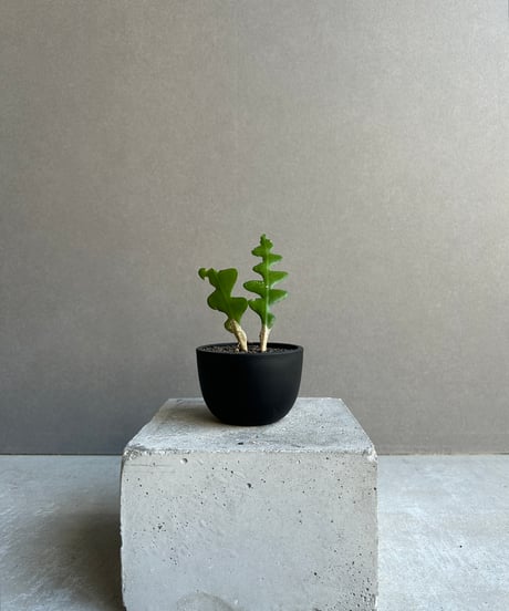 CATEGORY サボテン | SHOUCHIKUEN