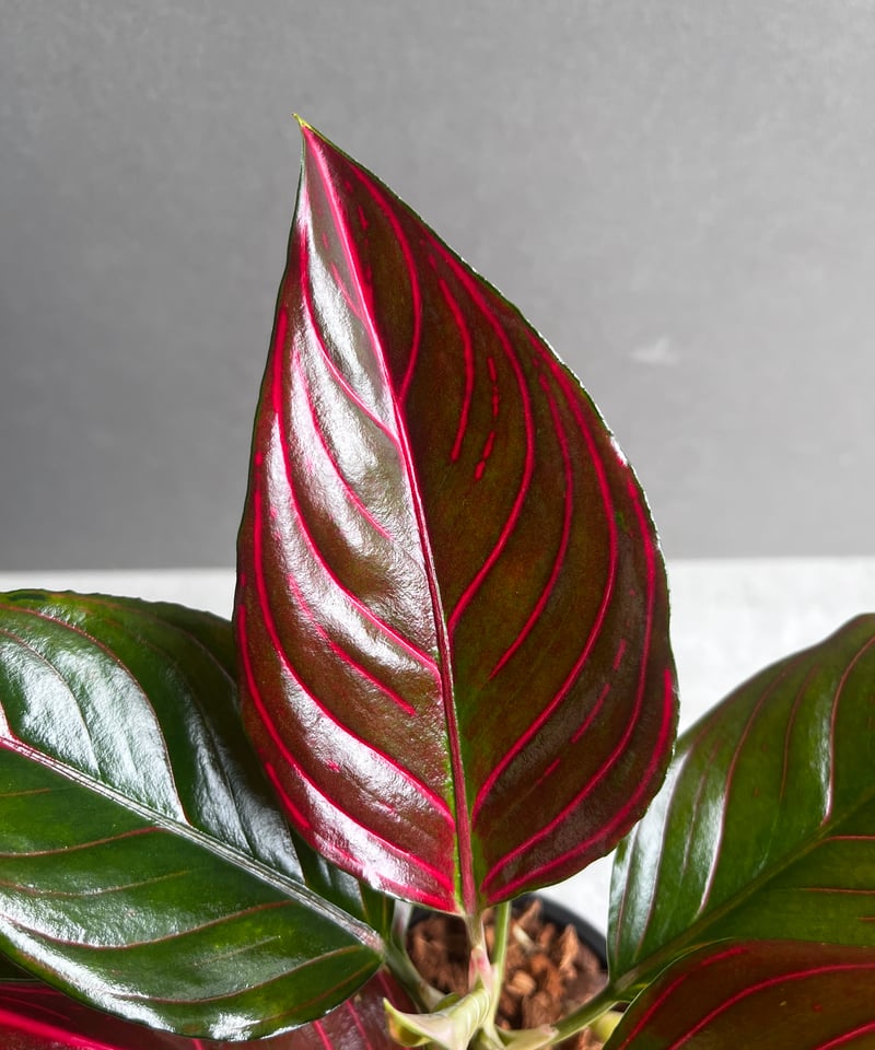 アグラオネマ レッド ベイン 「Aglaonema Red Vein」56B | SHOUCHIKUEN