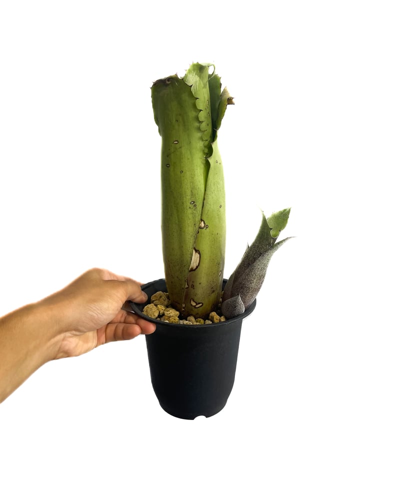 ホヘンベルギア マグニスピナ「Hohenbergia magnispina」 8/23-76