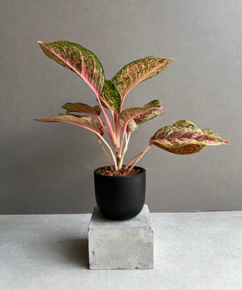 Aglaonema \" Brilliant ” ブリリアント 中株 大き目美株！ Aglaonema 