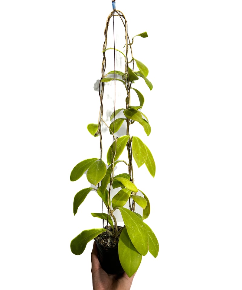 ホヤ ミンドレンシス パープルスター「Hoya mindorensis