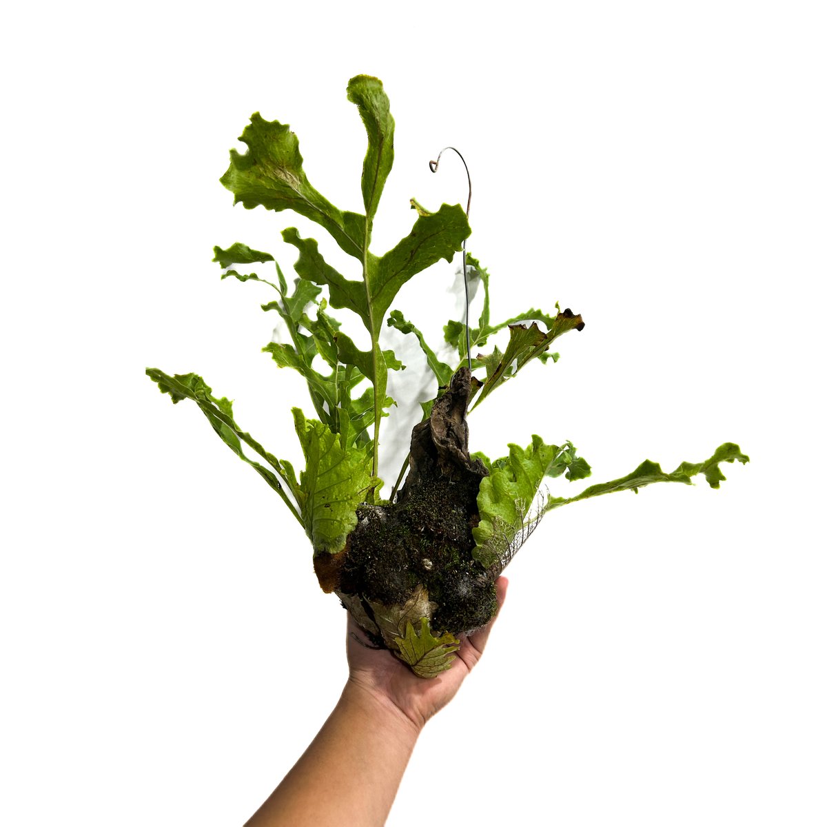 その他観葉植物 Drynaria delavayi Chuxion その他観葉植物 Drynaria delavayi Chuxion Drynaria - Search / X