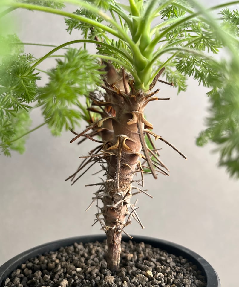 ペラルゴニウム　ヒルツム ペラルゴニウム ヒルツム「Pelargonium hirtum」64N | SHOUCHIKUEN