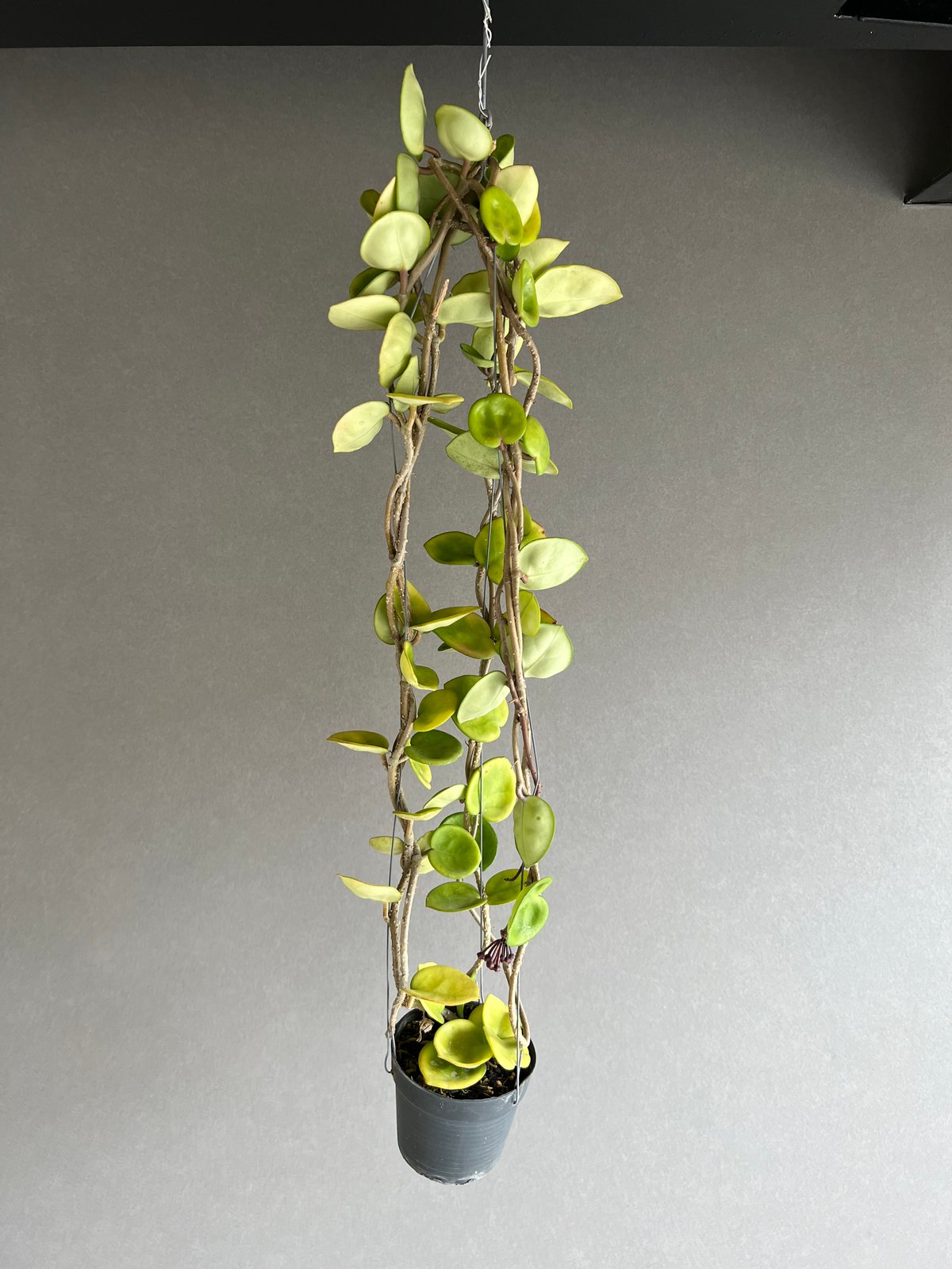 ホヤ カルノーサ チェルシー「hoya carnosa Chelsea」35N | SHOUC ホヤ カルノーサ チェルシー「hoya carnosa Chelsea」35N | SHOUC