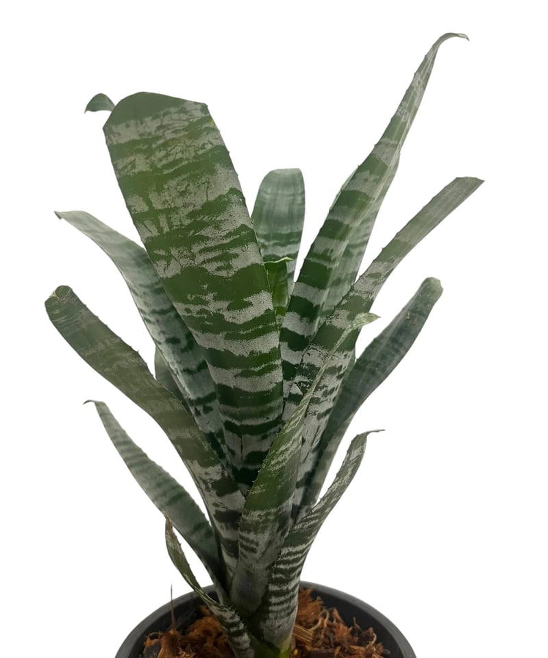 エクメア チャンティニー “ドワーフ フォーム” 「Aechmea