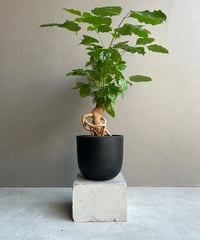 ビカクシダ スリナリウム（P. コロ ナリウムxP.ワンダエ