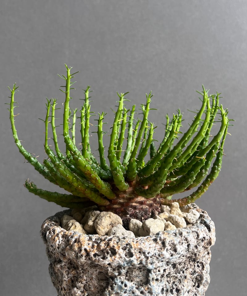 ユーフォルビア フラナガニー 「Euphorbia flanaganii」76E | SHOU
