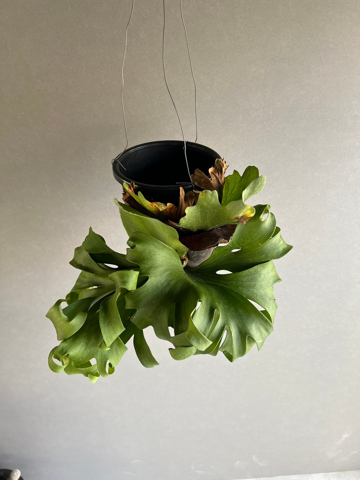 ビカクシダ　P. 'Surinarium' スリナリウム　レア品種　大株 ビカクシダ P. 'Surinarium' スリナリウム レア品種 大株 fit=scale