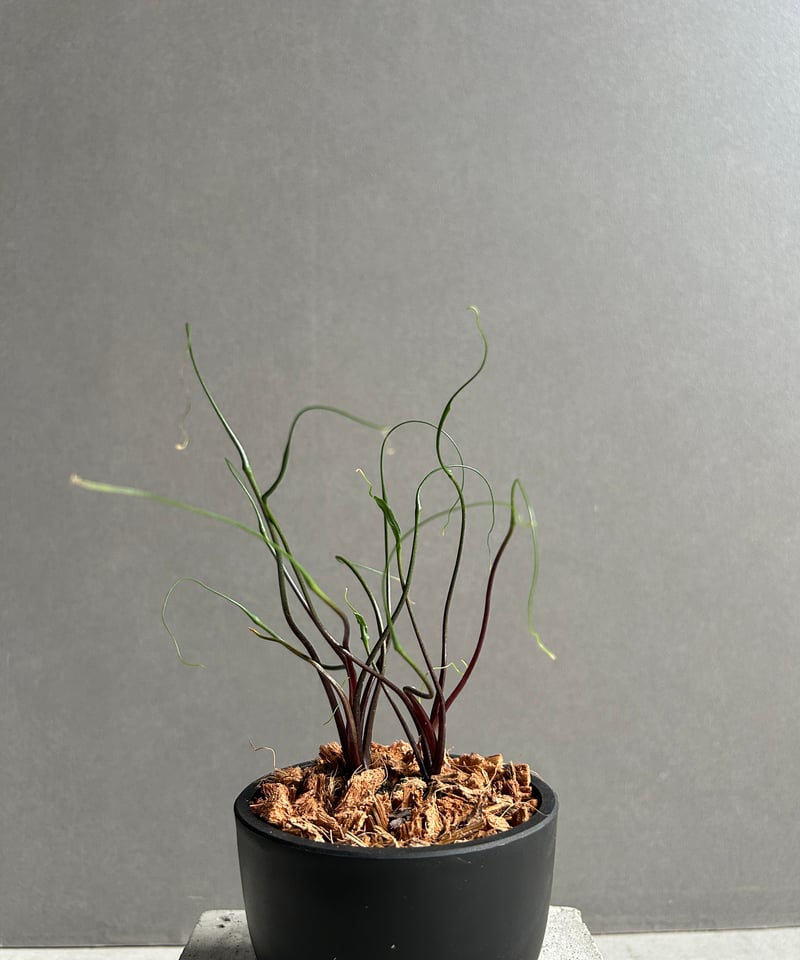 アロカシア プランバエ 'フライングスクイード' 「Alocasia plumbae
