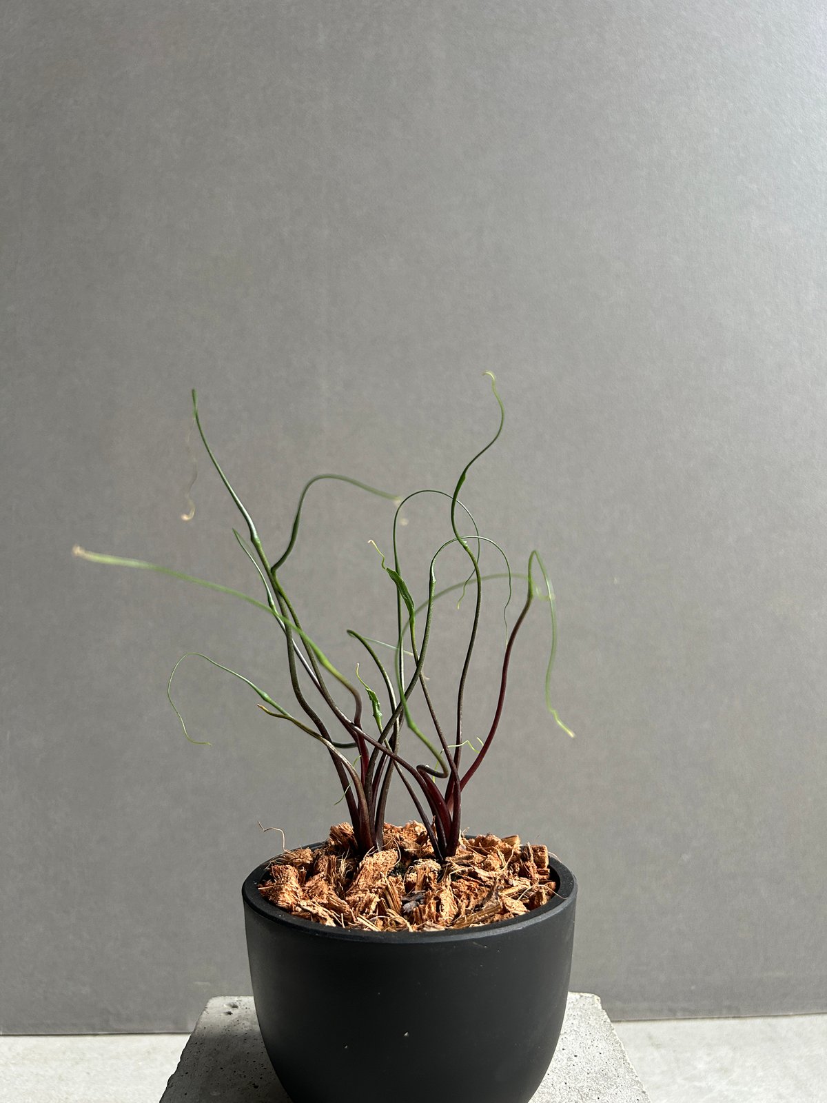 アロカシア プランバエ 'フライングスクイード' 「Alocasia plumbae
