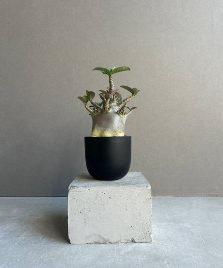 CATEGORY アデニウム | SHOUCHIKUEN