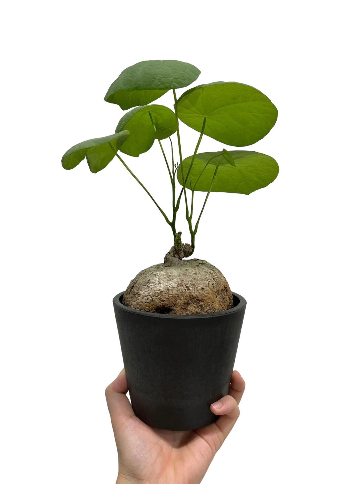 ステファニアスベローサ 「Stephania suberosa」80P | SHOUCHIKUEN