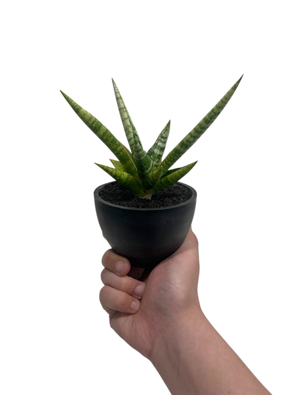 サンスベリア Sansevieria Zebra Sansevieria Zebra 【artPLANTs】サンスベリア/サンセベリア