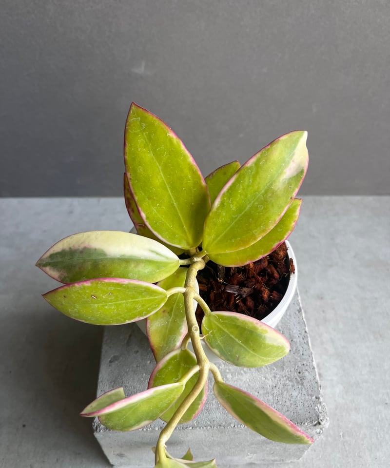ご予約品Hoya para 'Albomarginata'