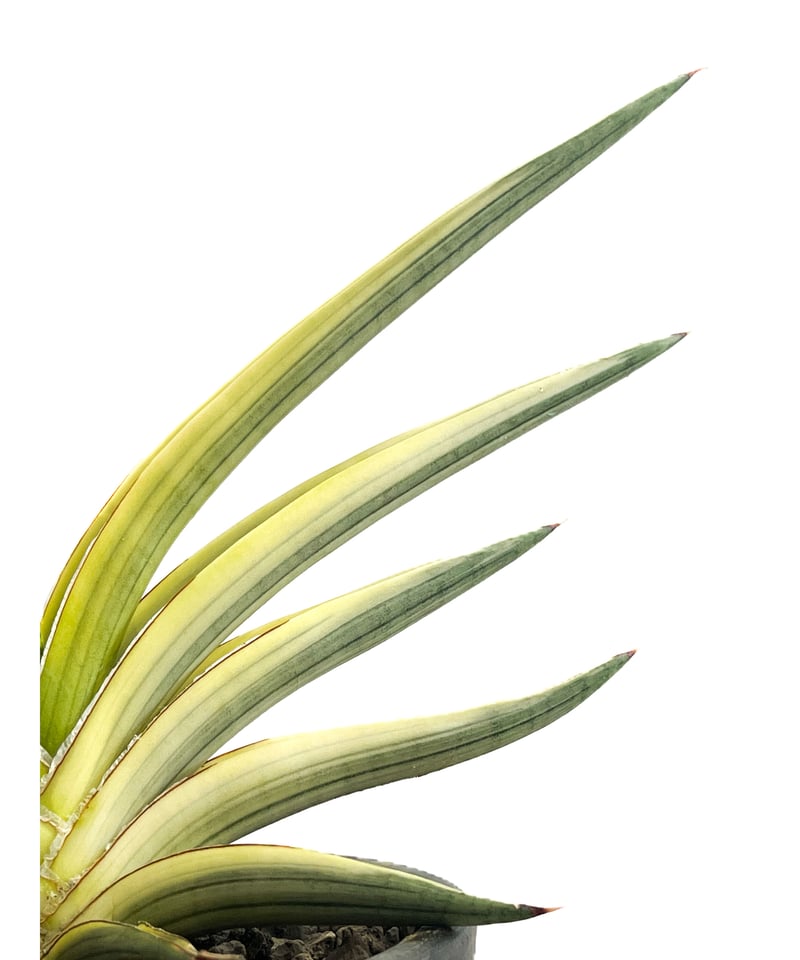 サンセベリア ロイヤルクラウン 斑入り「Sansevieria royal