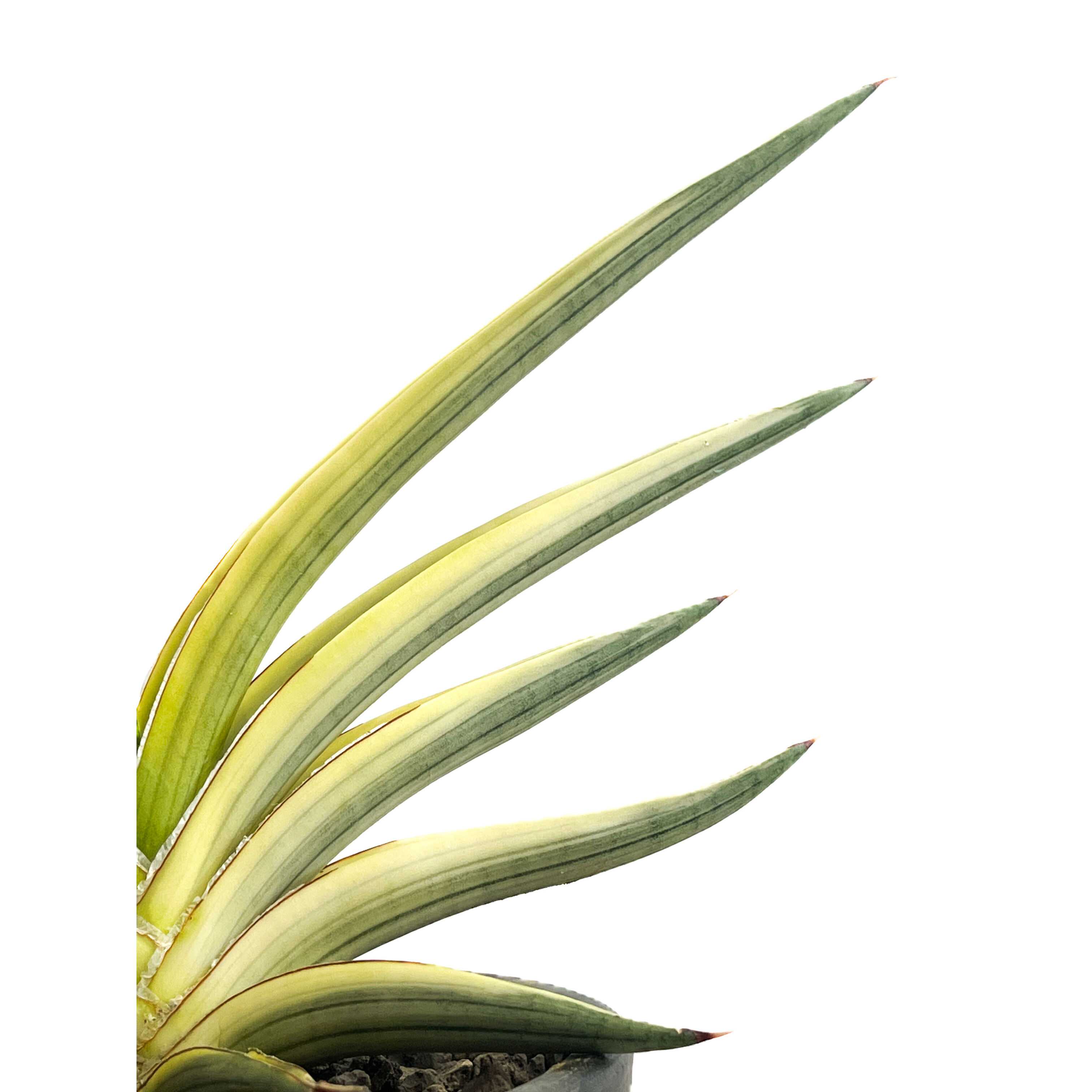 サンセベリア ロイヤルクラウン 斑入り「Sansevieria royal crown var
