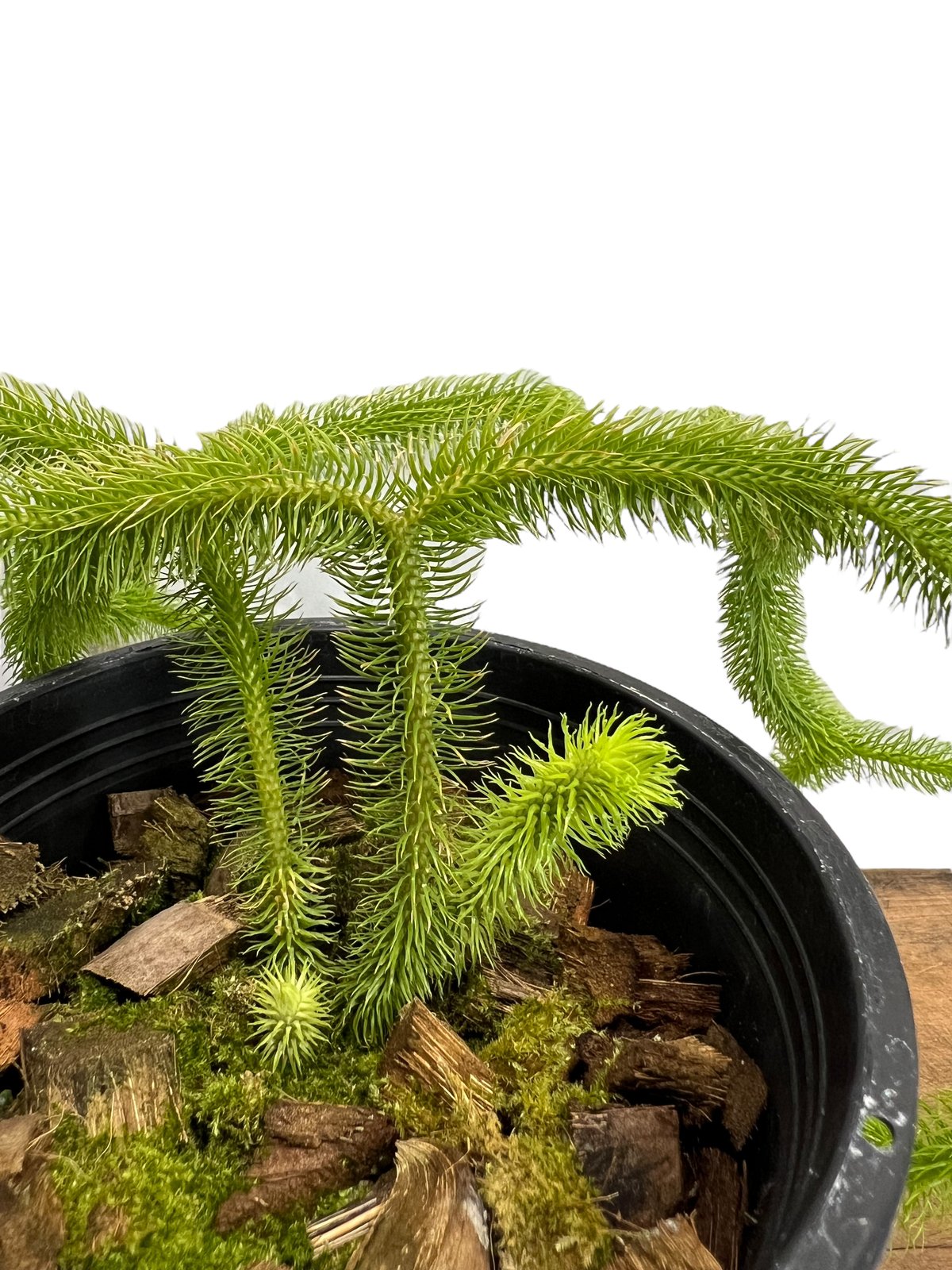 フぺルジア スクアローサ ヴェルチクラ 「Huperzia squarrosa verticu
