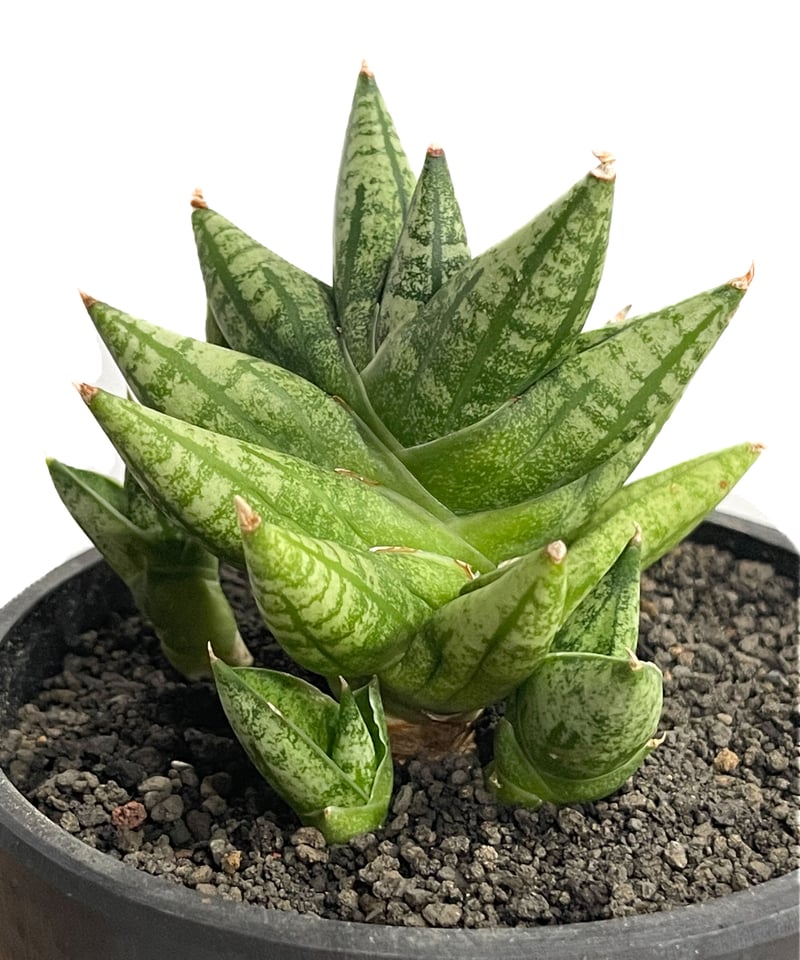 サンセベリア ミン マニー 「Sansevieria Ming Manee by Unyama