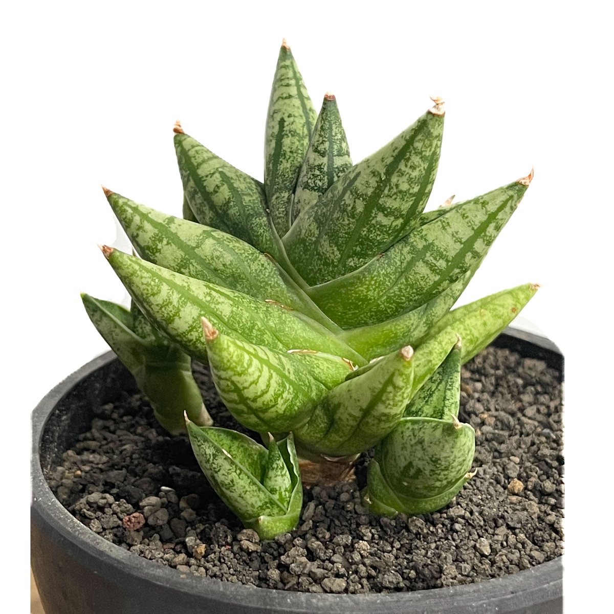 サンセベリア ミン マニー 「Sansevieria Ming Manee by Unyama