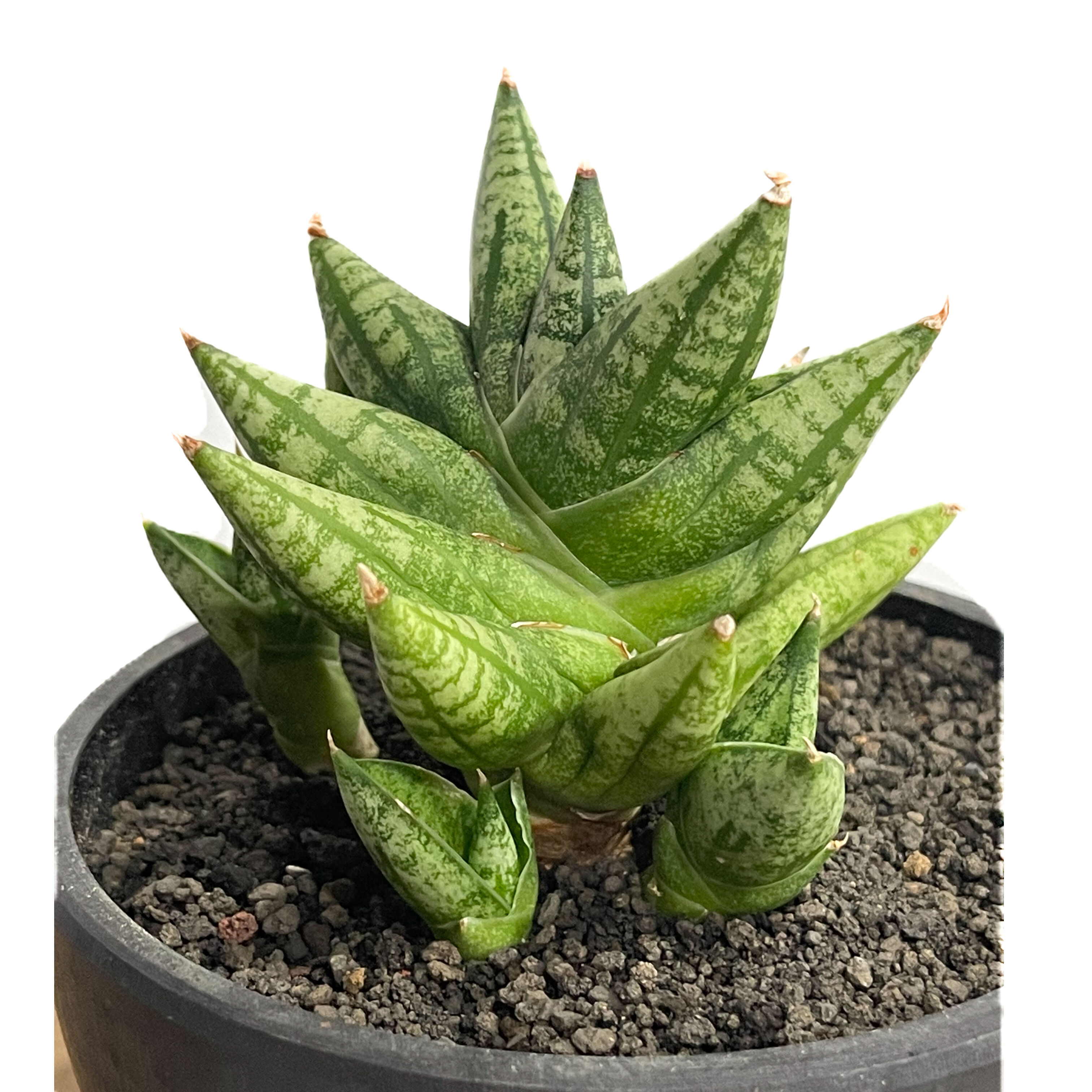 サンセベリア ミン マニー 「Sansevieria Ming Manee by Unyama