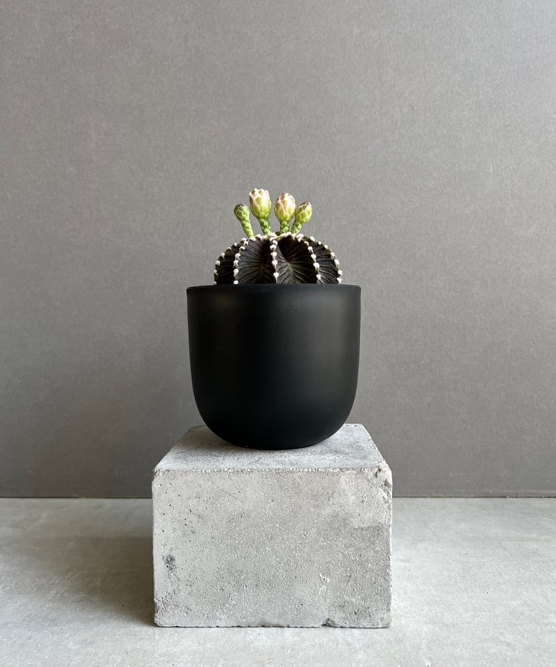 ゴリムチ ギムノカリキウム フリードリッヒィ VOS1241 KG “選抜個体”(実生