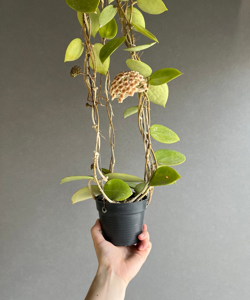 ホヤ パラシティカ ハートリーブス 「Hoya parasitica heart